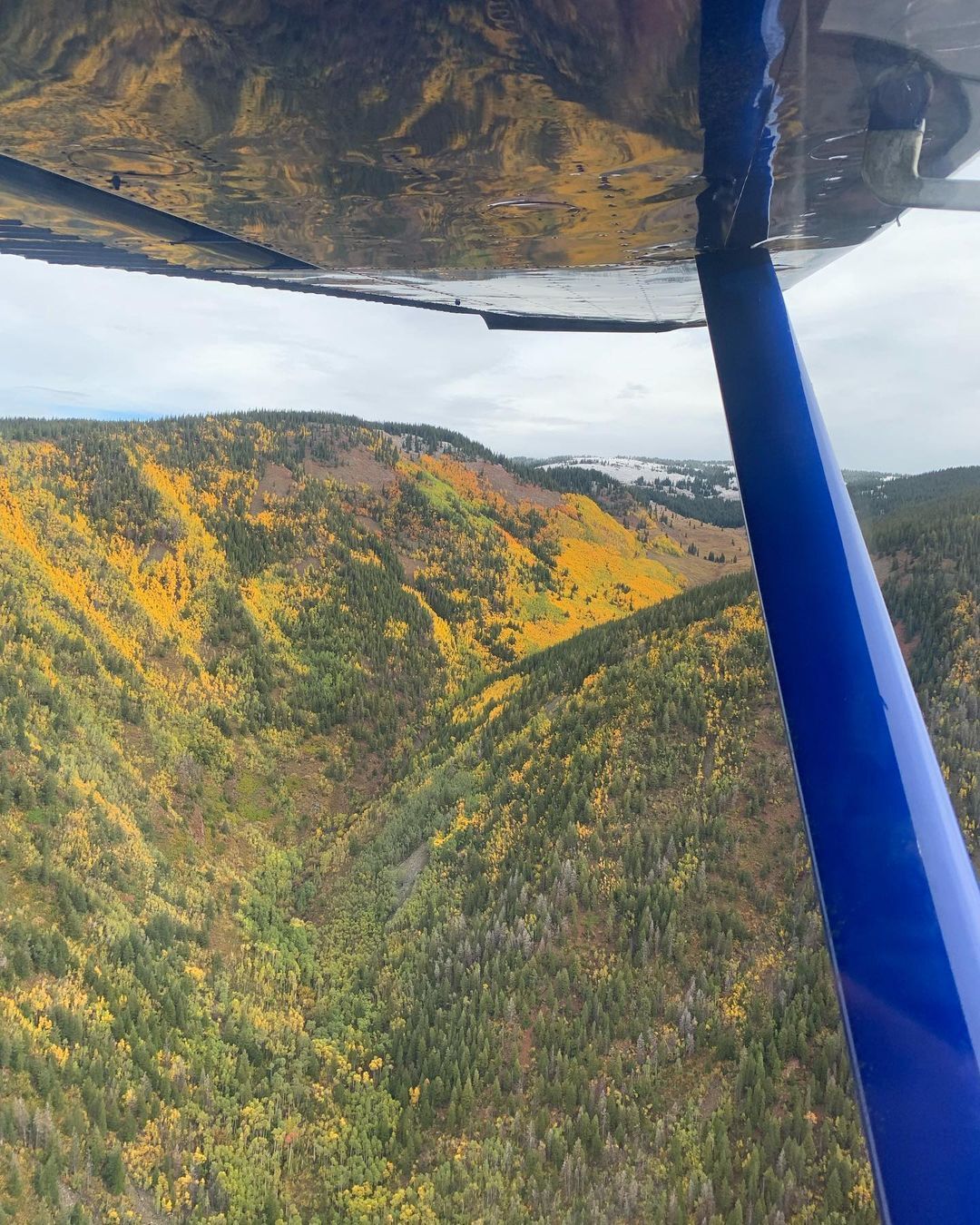 Flying over aspen trees in Colorado